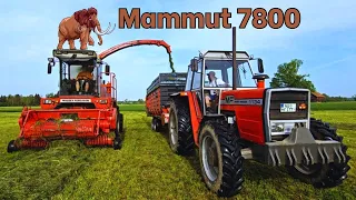 Massey Ferguson 5170 (Mammut 7800) bei Historischer Grassilage mit MF 1134 & MF 284 S + Mengele LW