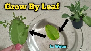 Grow Bryophyllum by Leaf in Water || Patharchatt