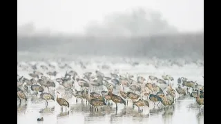 Merced National Wildlife Refuge Lesser Sandhill Cranes December 7, 2021