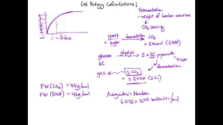 Calculations of fermentation - BIOL302