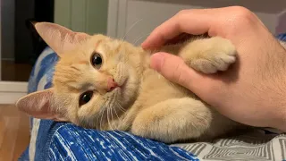 Softest kitten in town