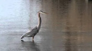 Great Blue Heron Catching Fish