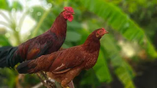 Chicks growth ||🐥day 01 to 3 months || natikoli || chicks 🐥 #natikoli #minifarm #chicken #chicks