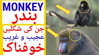 Amazingly Intelligent Monkeys in the world | rare amazing monkeys | reality public tv