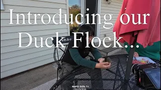 Introducing our Duck Flock