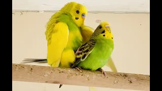 Budgies mating (Midori and Verde the budgie)