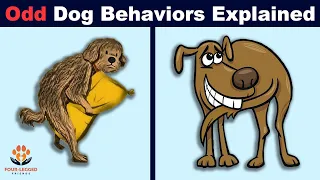 10 Unusual Dog Behaviors Explained