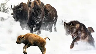 Can This Buffalo and Calf Escape These Hungry Wolves?