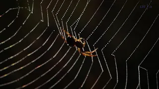 Gamtininko užrašai. Čepulis skatina neatsikratyti vorų: jeigu užsiveisė vorai, vadinasi jūsų namuose