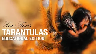 True Facts Tarantulas : Educational Edition