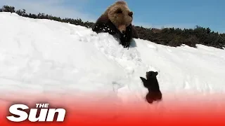 Bear cub climbs mountain to reunite with mama bear