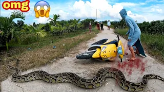 KING PYTHON111 | The young girl left the car and ran away when she saw a giant snake crawling across