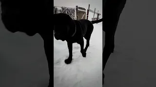 Мастино наполетано ходит охраняет. Маля. Mastino Napoletano walks guard.  Malya.