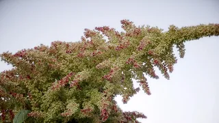 Grain Amaranth | Colorado Field Crop Tour