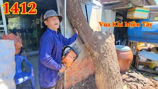 Hồi hộp Vua Khỉ cưa cây Còng nằm sát vách nhà (3/3) Cutting tree