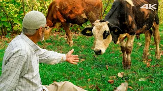 Selahattin Dede, İnekleri ve Köydeki Hayatı | Belgesel