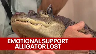 Pennsylvania man's emotional support alligator stolen, released into Georgia swamp