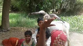 Birds caring in bihar