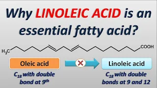 Why LInoleic acid is an essential fatty acid?