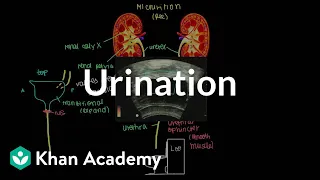 Urination | Renal system physiology | NCLEX-RN | Khan Academy