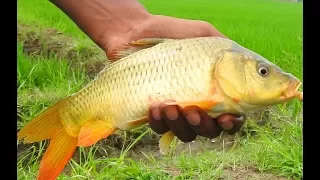 Corp gold Fish spicy Curry Recipes and egg scrambled biggest omlette | Fish Hunting Fishing