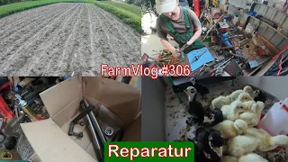 Farmvlog #306: Defekt am Mähladewagen | Nachwuchs bei den Puten