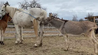 Осёл хочет покрыть кобылу.