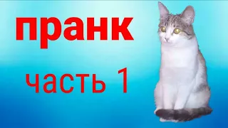 Неделя пранков. Пранк № 1 . Кролик Суслик .  Пранк враки - враки Дане