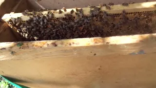 Пчёлы (Многокорпусный улей. Как вывести семью пчёл из роевого состояния?)