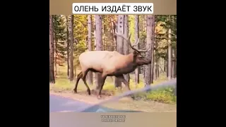 Олень издаёт звук