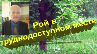 Профессор Кашковский: Как выгнать рой с труднодоступного места