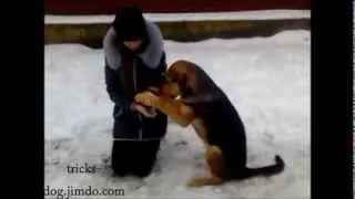 Команда йог 2 вариант обучения_ trick yogi for dogs