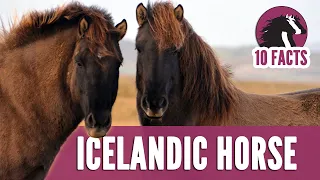 10 Fascinating Facts About Icelandic Horses