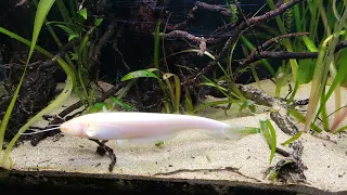 Silurus glanis Albino. Wels catfish 21/12/21