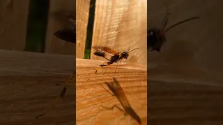 Mud/dirt dauber wasp (black and yellow) takes flight off of fence in super slow motion 🛫👨‍✈️🚁😎