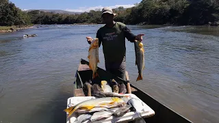 Curimbas, Pacus, Trairas e Dourados Documentário: Os Desafios de um Pescador Profissional.