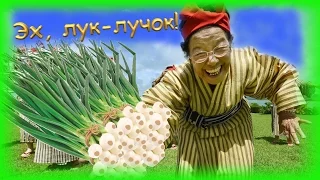 Бабушкин способ посадки лука-севка