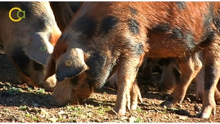 El cerdo más valioso del mundo está en Aroche