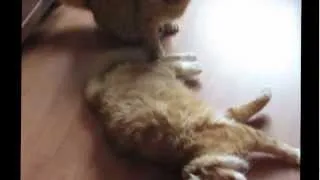 Коты Дерутся / Cats Fighting