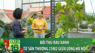 Bội thu rau xanh từ sân thượng 25m2 giữa lòng Hà Nội | VTC16