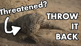 Throw It Back when Threatened |Simosuchus busts down on Majungasaurus|