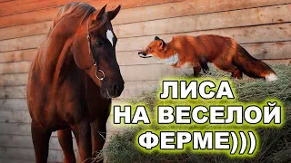 Лис Мики на Ферме Зверушек - Больших и Маленьких)) - Жизнь с Лисой / MIKI THE FOX