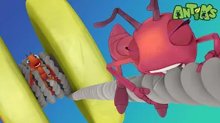 Yo-Yo | 🐛 Antiks & Insectibles 🐜 | Funny Cartoons for Kids | Moonbug