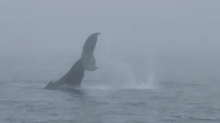 Whale Watching | Brier Island | Canada
