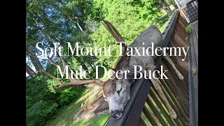 ‘Bucky’ Soft Mount Taxidermy Prop