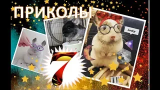 Лучшие приколы про ШИНШИЛЛ! Смешные ШИНШИЛЛЫ! Funny chinchillas❤#7