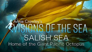 Celebrate the Salish Sea in the Pacific Northwest Home of Giant Pacific Octopus 4K Relaxing Ocean