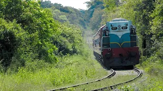 Amazing View Forest Railroad Crossing - LOUD Train HONK : Level Crossing