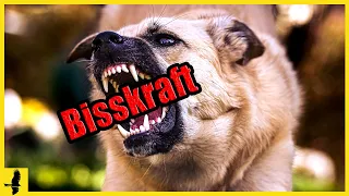 Top 10 der stärksten Hunderassen - Die Beißkraft dieser Hunde ist unglaublich