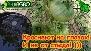 ВОТ ЭТО ПОДКОРМИЛ! Такого вы еще не видели! Всё растет как на дрожжах! Урожай отличный!